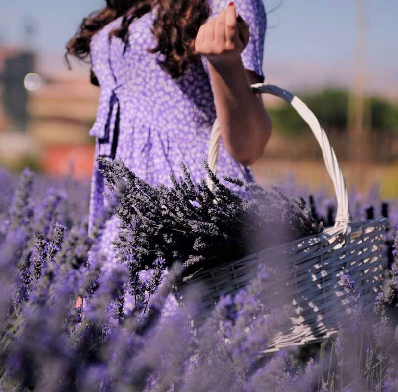 Olfactory travel