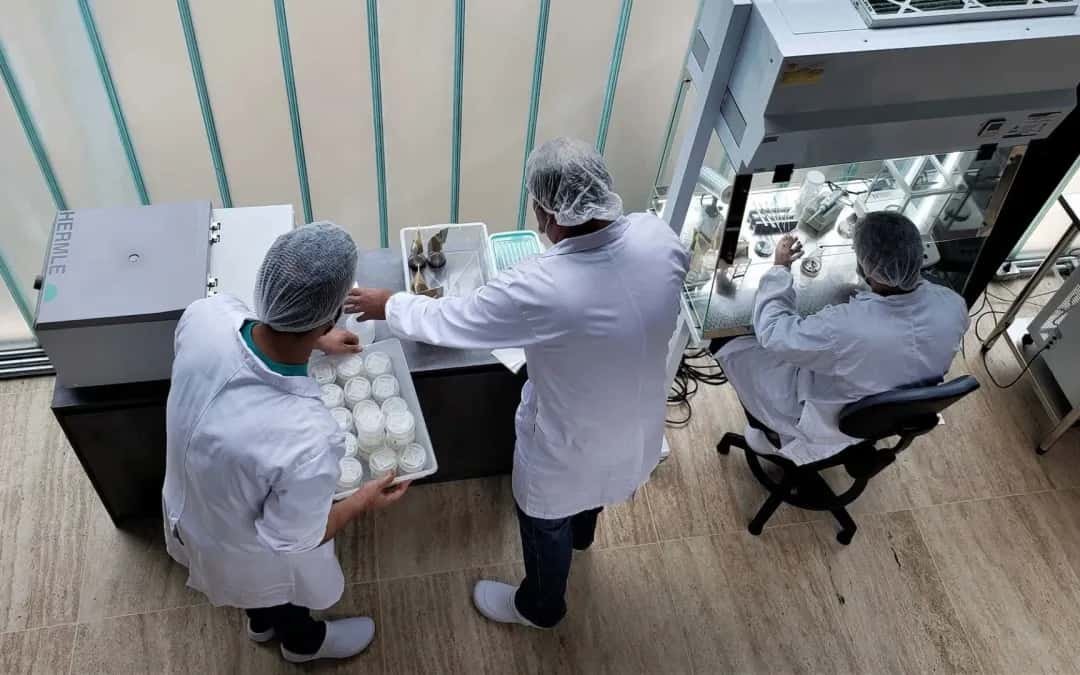 Lab-Grown Cotton